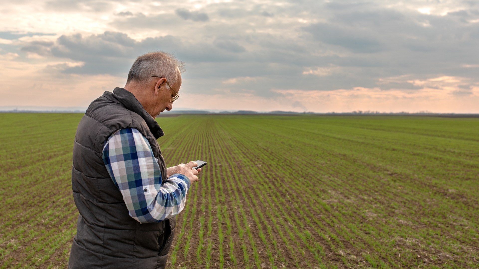 Senior farmer standing in wheat field and examining crop, man using smartphone