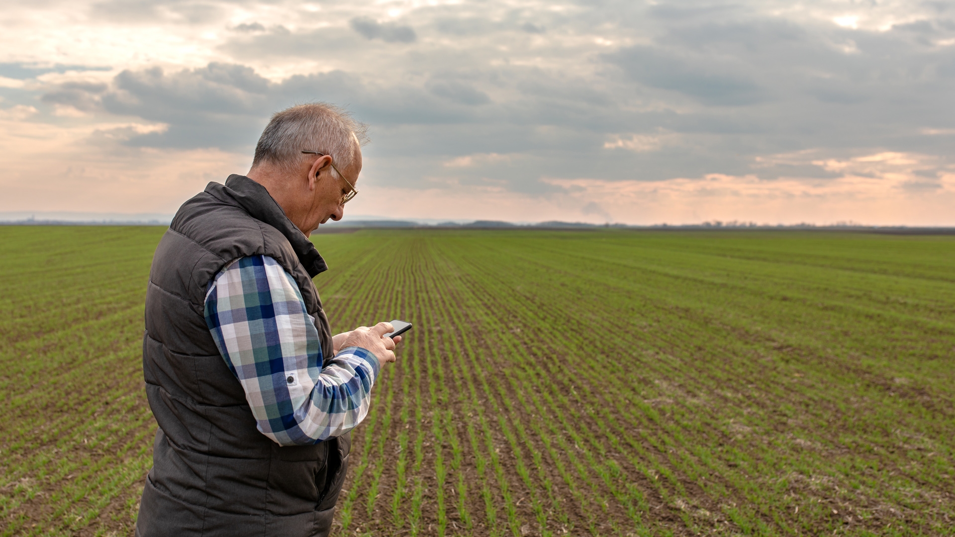 Senior farmer standing in wheat field and examining crop, man using smartphone.